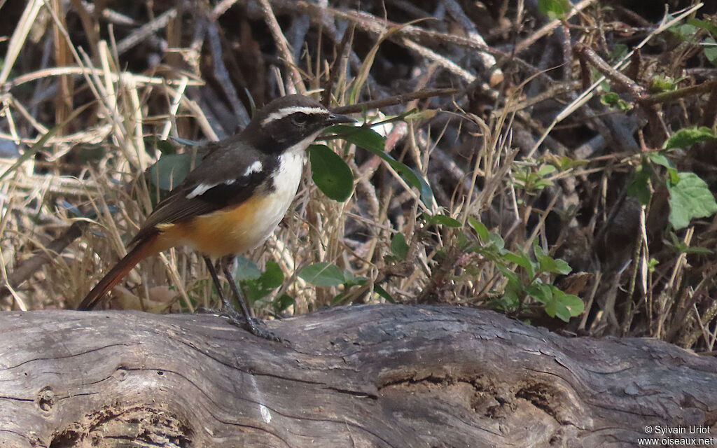 White-throated Robin-Chatadult