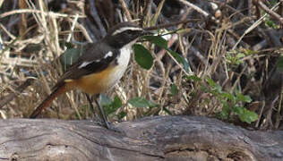 White-throated Robin-Chat