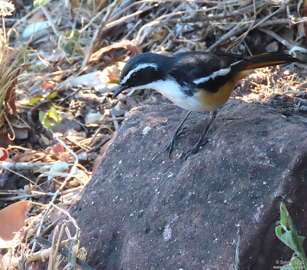 White-throated Robin-Chatadult