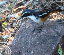 White-throated Robin-Chat