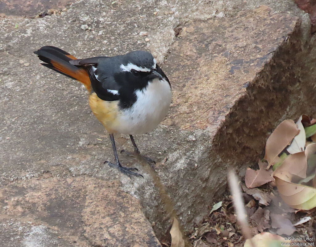 White-throated Robin-Chatadult