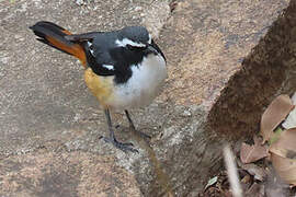 White-throated Robin-Chat