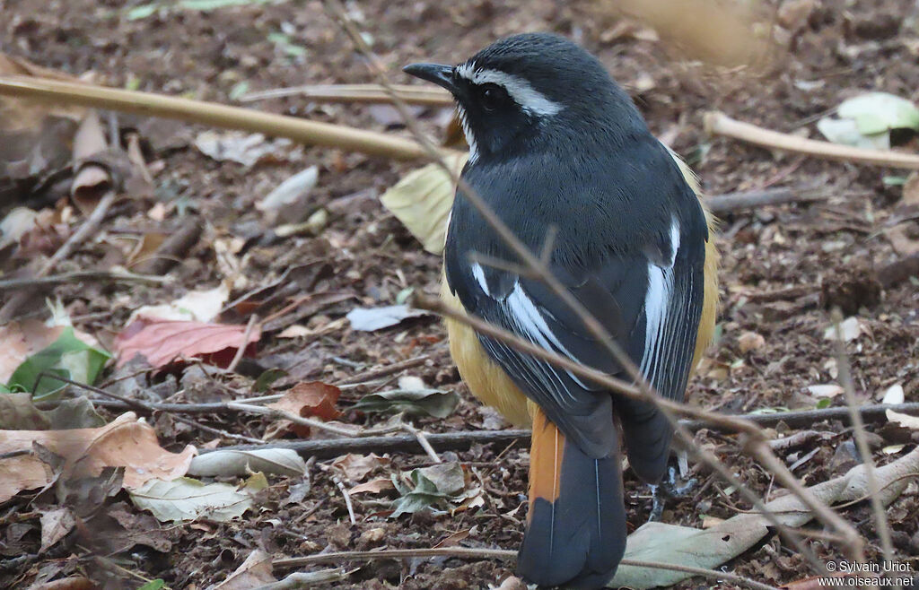 White-throated Robin-Chatadult