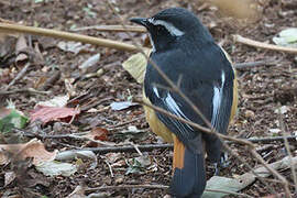 White-throated Robin-Chat