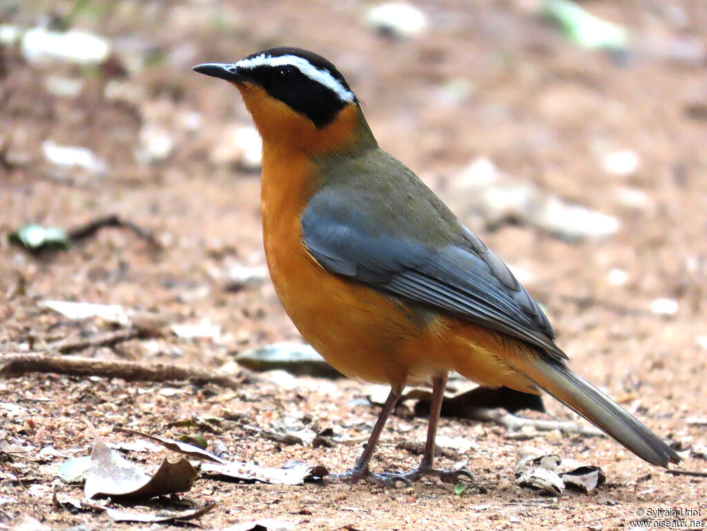 White-browed Robin-Chatadult