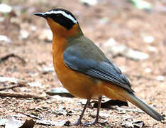 White-browed Robin-Chat