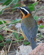 White-browed Robin-Chat