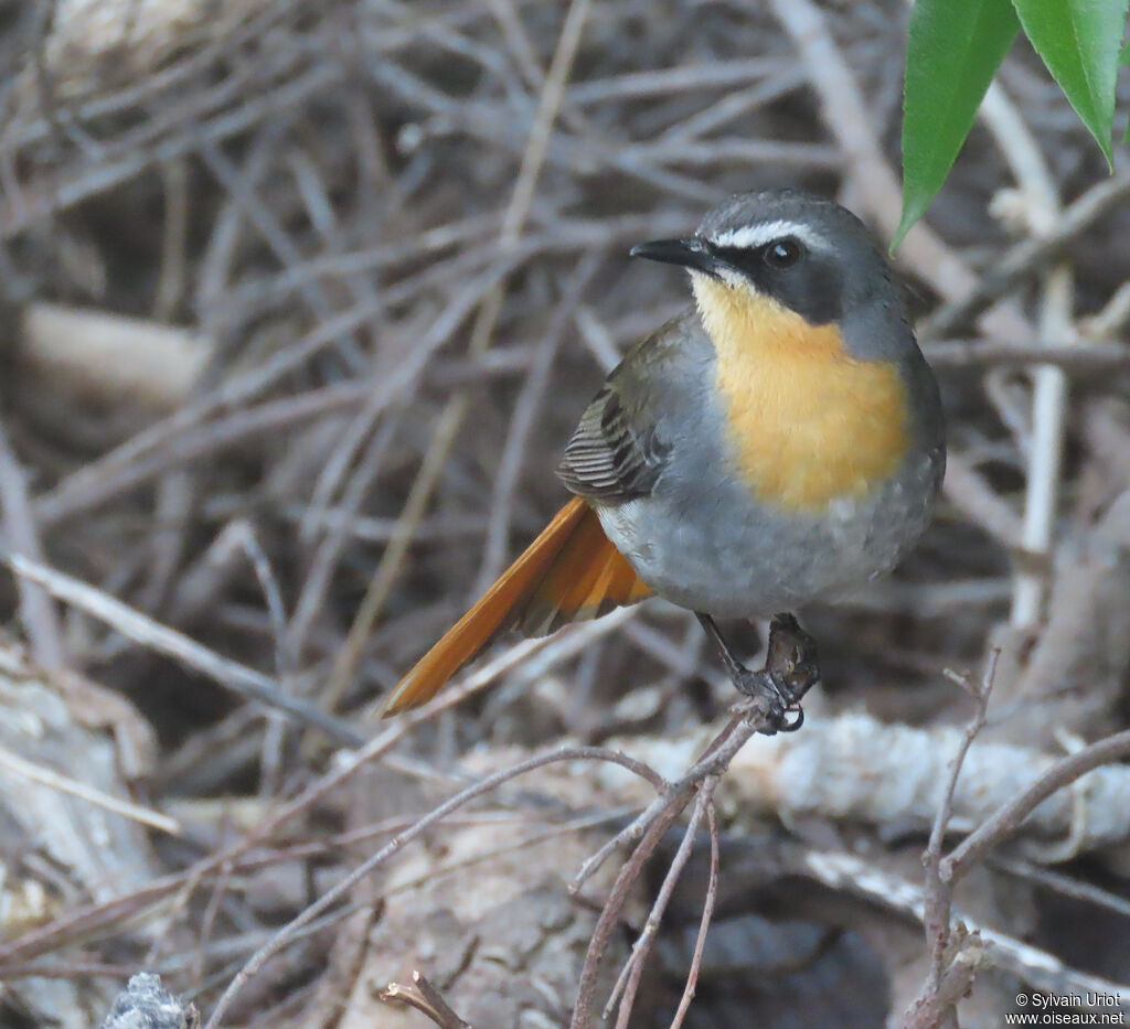 Cape Robin-Chatadult