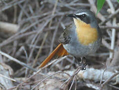 Cape Robin-Chat