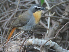 Cape Robin-Chat