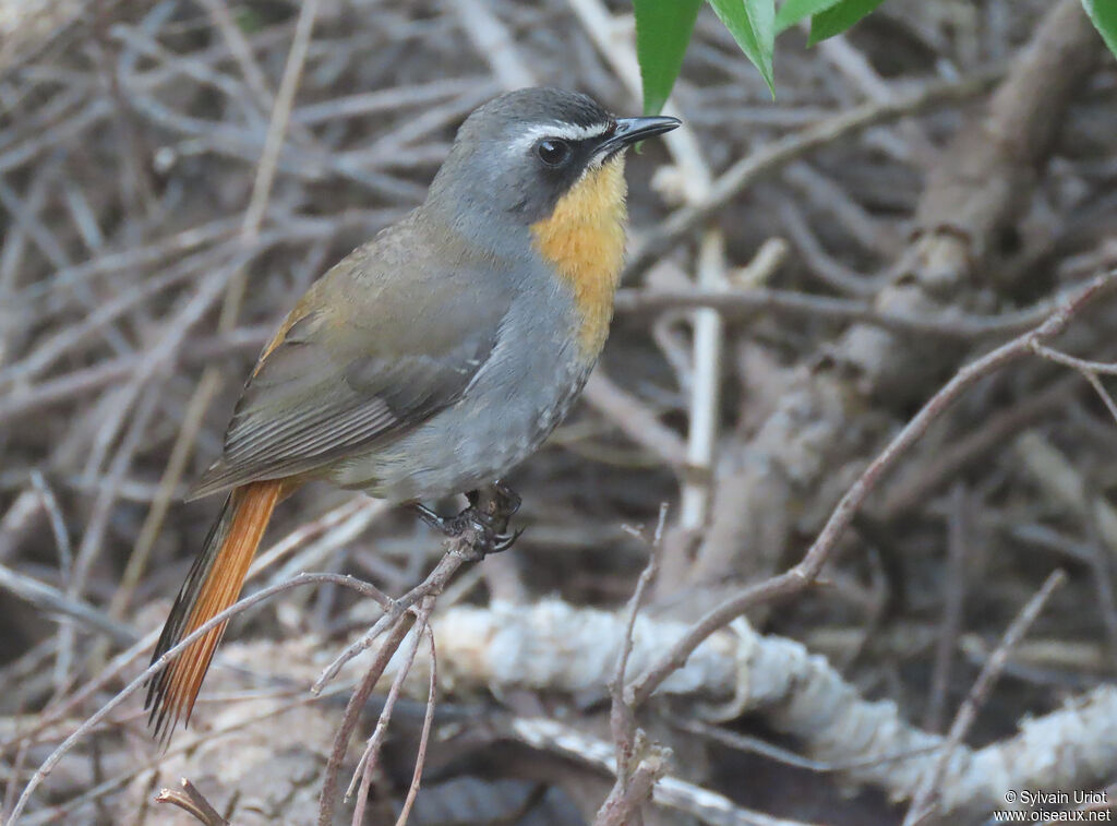 Cape Robin-Chatadult