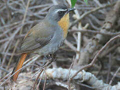 Cape Robin-Chat