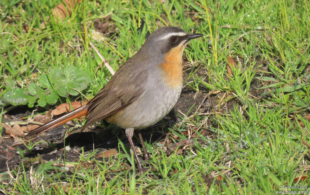 Cape Robin-Chatadult