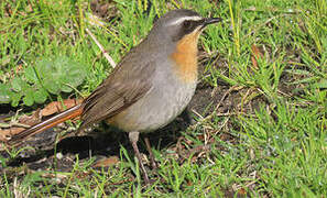 Cape Robin-Chat