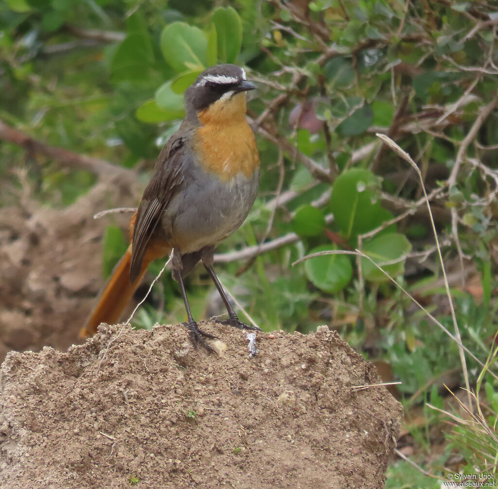 Cape Robin-Chatadult