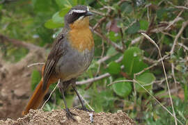 Cape Robin-Chat