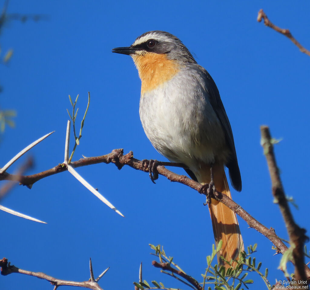 Cape Robin-Chatadult