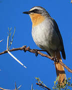 Cape Robin-Chat