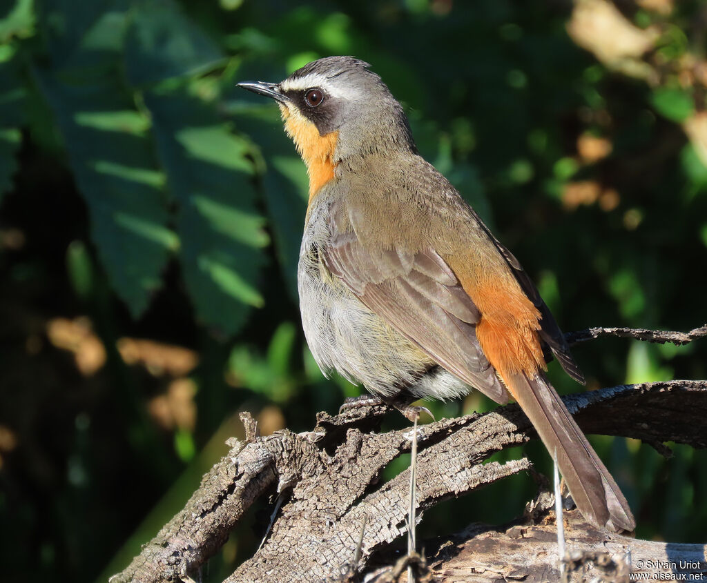 Cape Robin-Chatadult