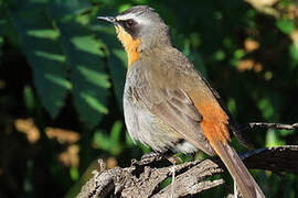 Cape Robin-Chat