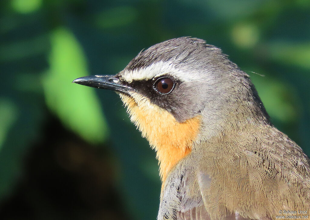 Cape Robin-Chatadult