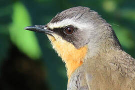 Cape Robin-Chat