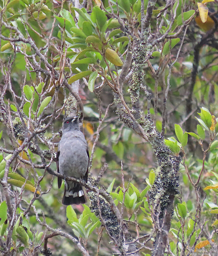 Cotinga à huppe rougeadulte