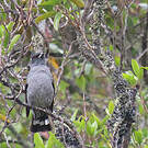 Cotinga à huppe rouge