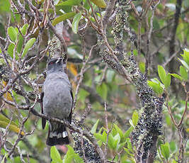 Cotinga à huppe rouge