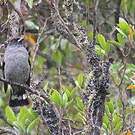 Cotinga à huppe rouge