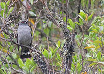 Cotinga à huppe rouge