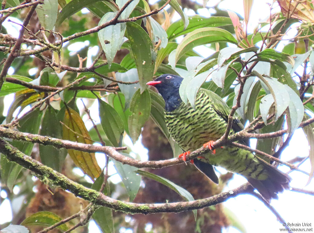 Cotinga barréadulte