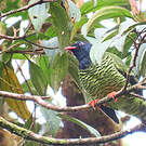 Cotinga barré