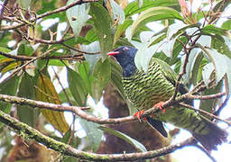 Barred Fruiteater