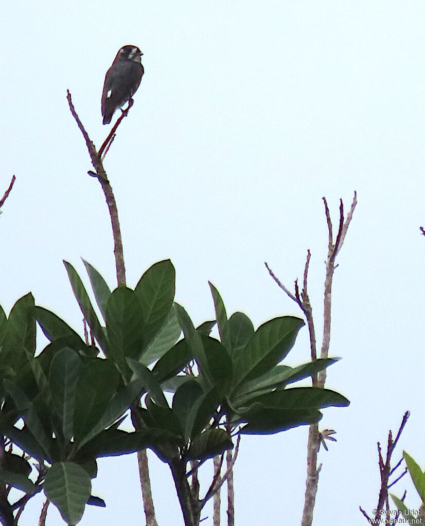 White-browed Purpletuftadult