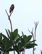 Cotinga d'Isabelle