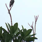 Cotinga d'Isabelle
