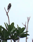 White-browed Purpletuft