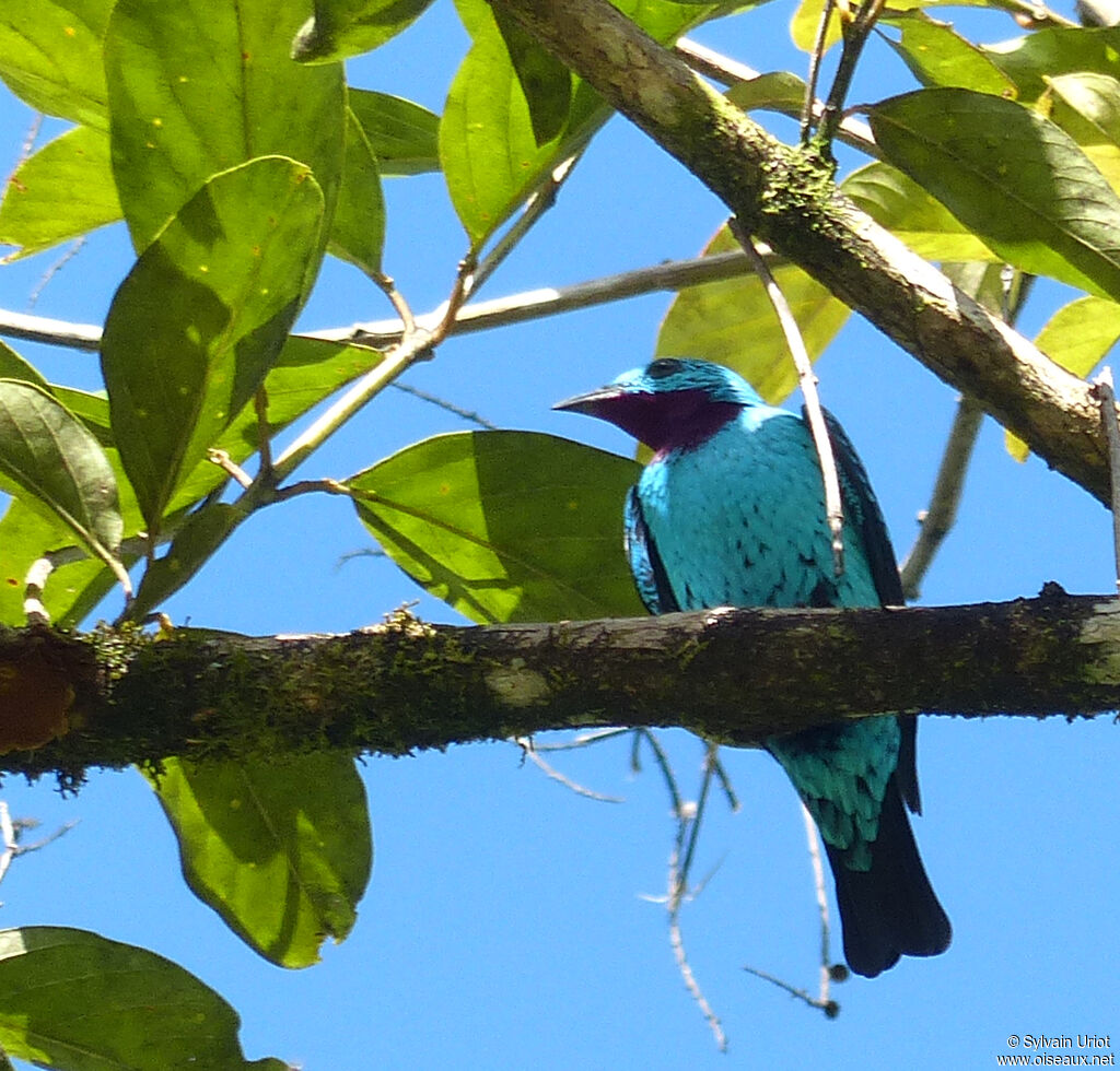 Cotinga de Cayenne mâle adulte