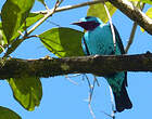 Cotinga de Cayenne