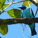 Cotinga de Cayenne