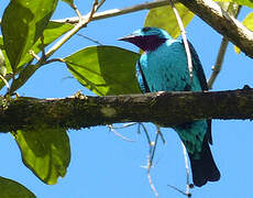 Spangled Cotinga