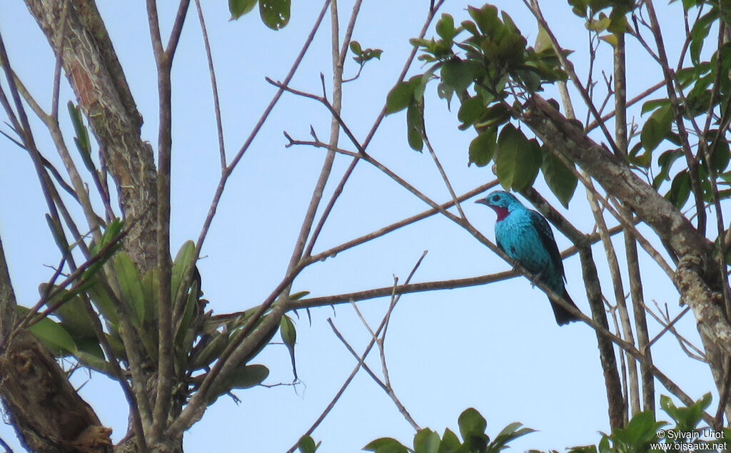 Cotinga de Cayenne mâle adulte