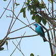 Cotinga de Cayenne