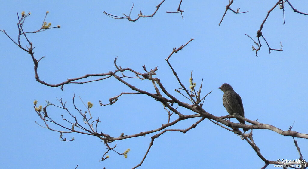 Cotinga de Cayenne femelle adulte