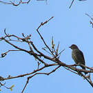 Cotinga de Cayenne