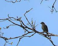 Cotinga de Cayenne