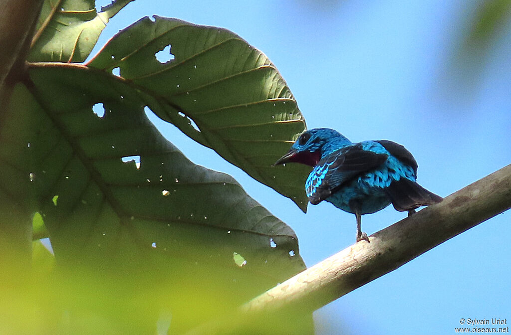 Cotinga de Cayenne mâle adulte