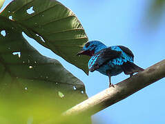 Cotinga de Cayenne