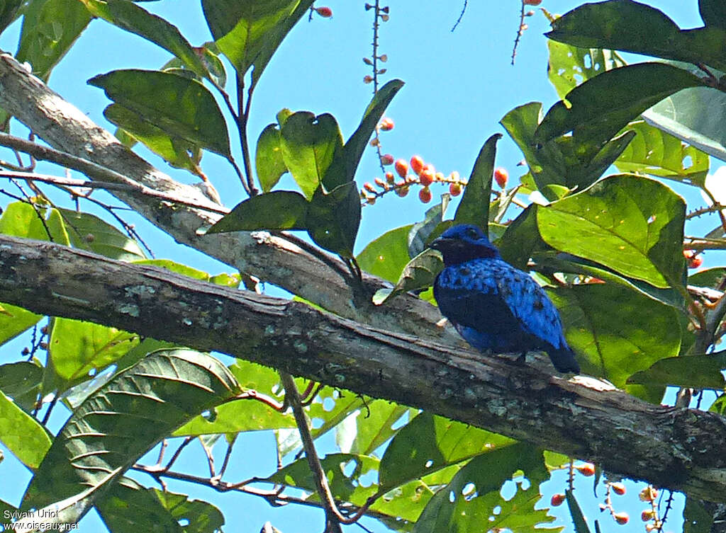 Cotinga de Daubenton mâle adulte, habitat, pigmentation